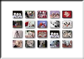 Hier klicken um zur Auswahl der Dalmatiner-Hintergrundbilder zu gelangen