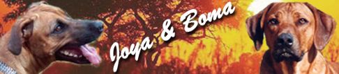 Joya and Boma - cool Rhodesian Ridgebacks