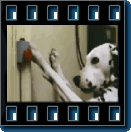 Preview Picture of the third 101 Dalmatians Trailer