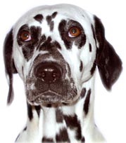 It would be a Dalmatian!