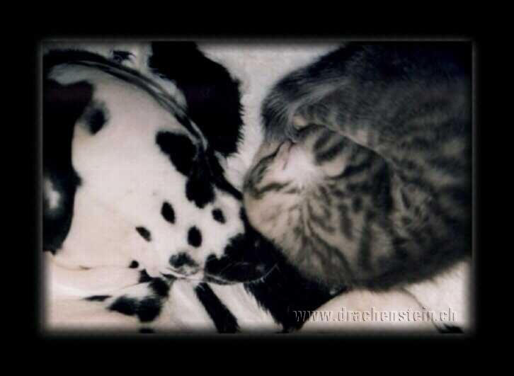 Cinderella, the Dalmatian, taking a nap with the cat