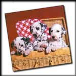 Dalmation-Box