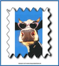 Cool Cow