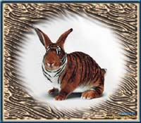 Ein Tigerhase!