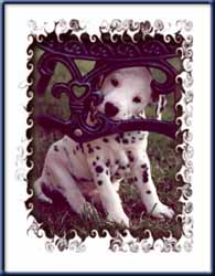 Click to send this cute Dalmatian postcard