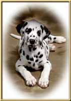 Click to send this cute Dalmatian postcard