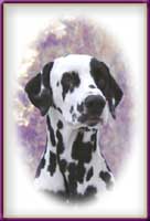 Click to send this cute Dalmatian postcard