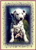 Click to send this cute Dalmatian postcard