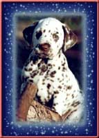 Click to send this cute Dalmatian postcard