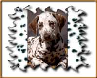 Click to send this cute Dalmatian postcard