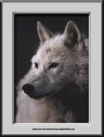 Klicke um diesen Wolf als Postkarte zu senden