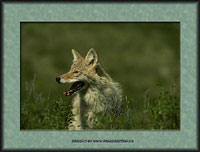 Klicke um diesen Wolf als Postkarte zu senden