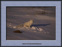 Klicke um diesen Wolf als Postkarte zu senden