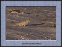 Klicke um diesen Wolf als Postkarte zu senden