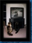 CatsTV2.jpg